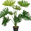 ohgreen Philodendron in pot