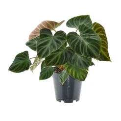 ohgreen Philodendron Verrucos Incensi