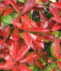 ohgreen Photinia fraseri Little Red Robin