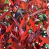 ohgreen Photinia x fraseri carré rouge half stam