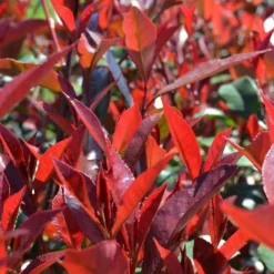ohgreen Photinia x fraseri carré rouge half stam