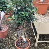 ohgreen Photinia x fraseri carré rouge mini stam