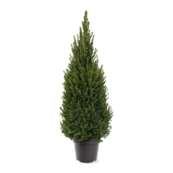ohgreen Picea glauca 'Perfecta'