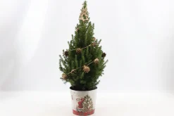 ohgreen Picea glauca Sanders Pine ( Kerstboom )