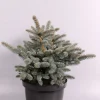 ohgreen Picea pungens Glauca Globosa ( Blauwspar )