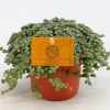 ohgreen Pilea Glauca