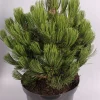 ohgreen Pinus heldreichii Compact ( Bosnische Pijnboom )