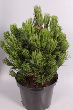 ohgreen Pinus heldreichii Compact ( Bosnische Pijnboom )