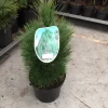 ohgreen Pinus nigra Green Tower ( Zwarte den of Oostenrijkse den )