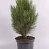 ohgreen Pinus nigra Pyramidalis ( Zwarte den )