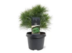 ohgreen Pinus strobus Minima ( Witte Pijnboom )