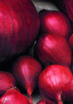 ohgreen Plantajuin red baron 14/21 250g