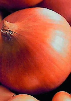 ohgreen Plantajuin sturon 14/21 250g