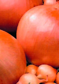 ohgreen Plantajuin stuttgart 14/21 250g