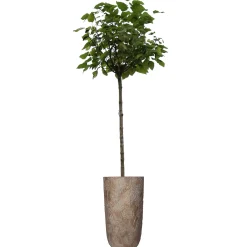 ohgreen Planter paardebloem beton goud 21x21x40cm