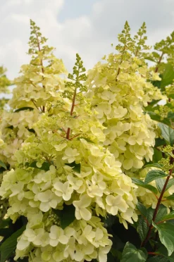 ohgreen Pluimhortensia 'Candlelight'