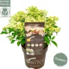 ohgreen Pluimhortensia switch ophelia p19 h45