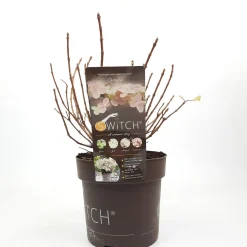 ohgreen Pluimhortensia switch ophelia p19 h45