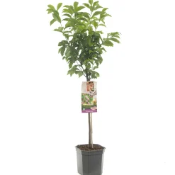 ohgreen Pluot prunus dapple dandy laagstam
