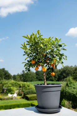 ohgreen Pot essential 20cm