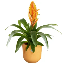 ohgreen Pot jazz rond 14cm amber geel