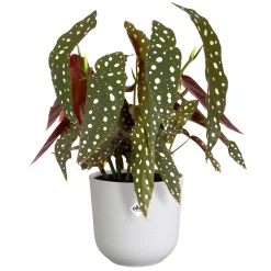 ohgreen Pot jazz rond 16cm zijdewit