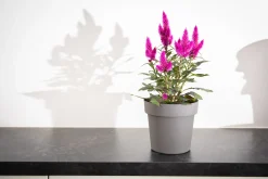 ohgreen Pot rond happy 18 cm antraciet