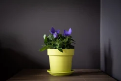 ohgreen Pot rond happy 16 cm lime