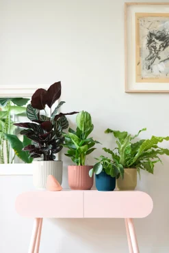 ohgreen Pot vibes fold 14cm botergeel