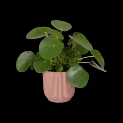 ohgreen Pot vibes fold 25cm delicate roze