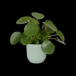 ohgreen Pot vibes fold 18cm sorbet green