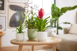 ohgreen Pot vibes fold 18cm sorbet green