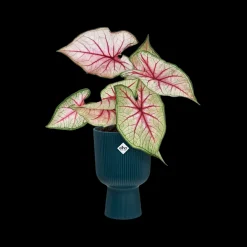 ohgreen Pot vibes fold coupe 14cm diepblauw