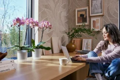 ohgreen Pot Vibes fold orchidee