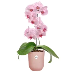 ohgreen Pot Vibes fold orchidee