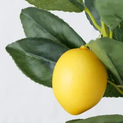 ohgreen Potplant Citroen