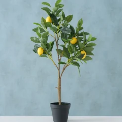 ohgreen Potplant Citroen