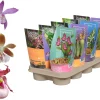 ohgreen Prachtige bloeiende tuinorchidee p12 h20