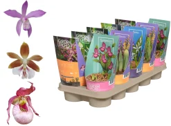 ohgreen Prachtige bloeiende tuinorchidee p12 h20