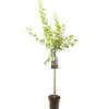 ohgreen Pruimenboom prunus domestica hauszwetsch halfstam