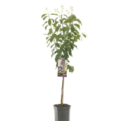 ohgreen Pruimenboom prunus domestica hauszwetsch laagstam
