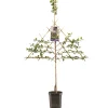 ohgreen Pruimenboom prunus domestica opal leiboom