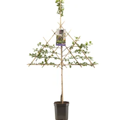 ohgreen Pruimenboom prunus domestica opal leiboom