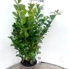 ohgreen Prunus laurocerasus Ani ( Laurierkers )