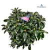 ohgreen Rhododendron 70-80 XXl