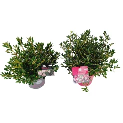 ohgreen Rhododendron bloom p17 h25