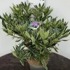ohgreen Rhododendron hybride 40-50 cm in p23