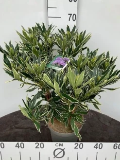 ohgreen Rhododendron hybride 40-50 cm in p23
