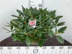 ohgreen Rhododendron hybride 40-50 cm in p23