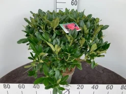 ohgreen Rhododendron hybride 40-50 cm in p23